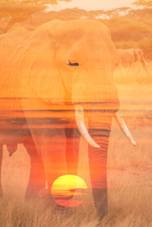 Wanderlust